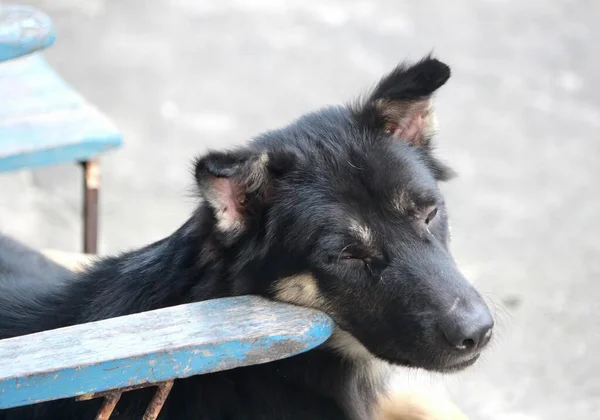 Bankta Uzanmış Bir Köpeğin Fotoğrafı Kafası Bankta Dinleniyor Mavi Bir — Stok fotoğraf