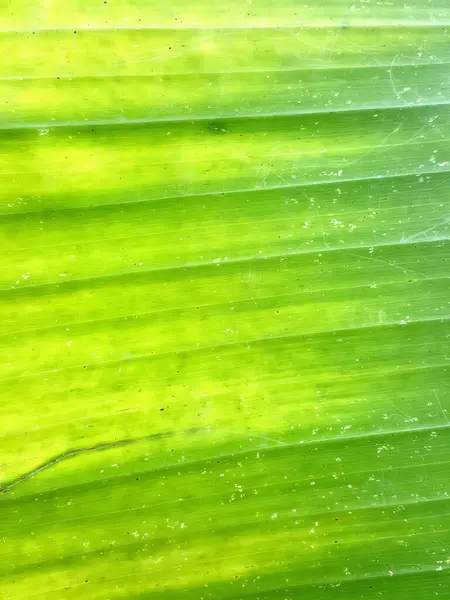 小さなトカゲが付いている緑の葉の写真 その上に小さなトカゲの緑の葉 — ストック写真