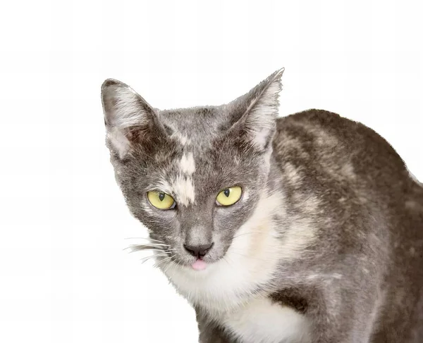 การถ ายภาพของแมวท ตาส เหล นอย นหล ขาว แมวท งมองกล — ภาพถ่ายสต็อก