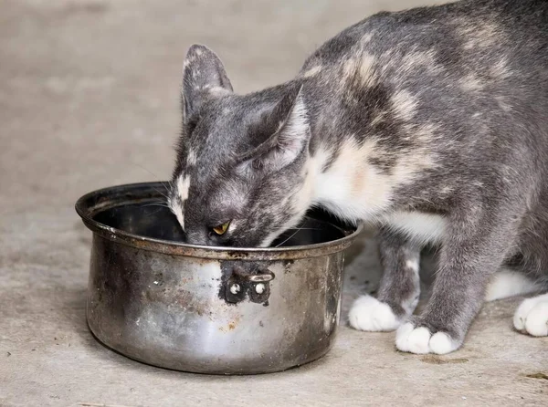 a photography of a cat eating out of a metal bowl, there is a cat that is eating out of a bowl.