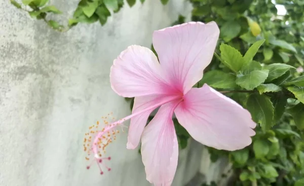Una Fotografía Una Flor Rosa Está Creciendo Una Pared Hay —  Fotos de Stock