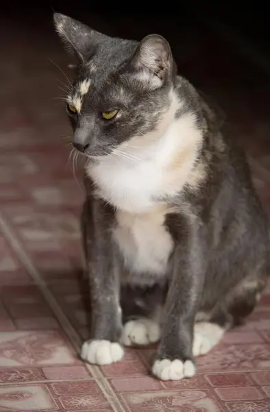 카메라를보고 바닥에 고양이의 무언가를보고 바닥에 앉아있는 고양이가있다 — 스톡 사진