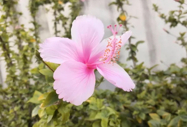 一张白色背景的粉红色花的照片 灌木丛中生长着一朵粉红色的花 — 图库照片