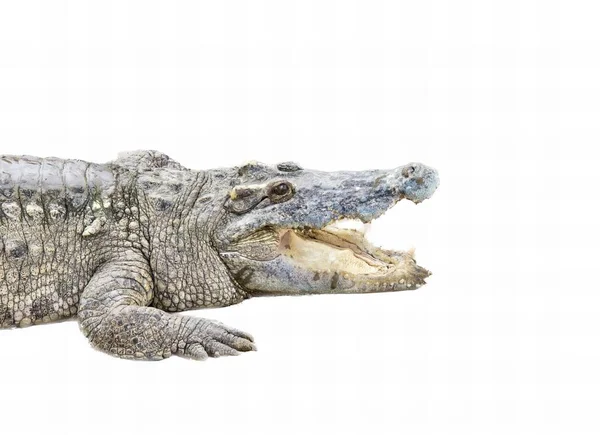 Eine Fotografie Eines Krokodils Mit Offenem Maul Und Weit Geöffneten — Stockfoto