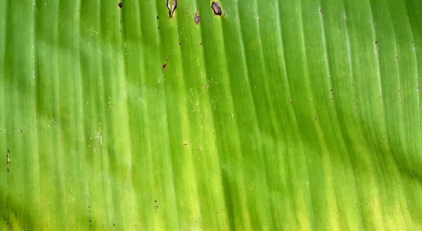 Μια Φωτογραφία Ενός Φύλλου Μπανάνας Πράσινο Φόντο Υπάρχει Ένα Κοντινό — Φωτογραφία Αρχείου