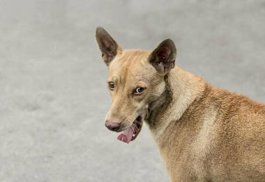 Dilini sokağa uzatmış bir köpeğin fotoğrafı. Sokakta dili dışarıda duran bir köpek var..