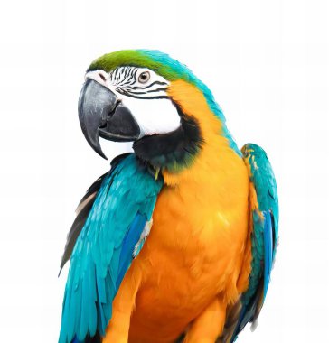 Bir dalda oturan renkli bir papağanın fotoğrafı. Mavi ve sarı tüylü bir papağan..