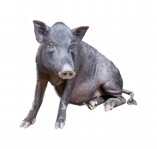 一只黑猪把头转过来坐在地上的照片 有一只黑猪正坐在地上 — 图库照片