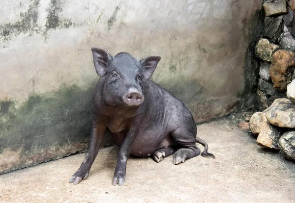 a photography of a pig sitting on the ground in front of a wall, there is a black pig sitting on the ground in front of a wall.