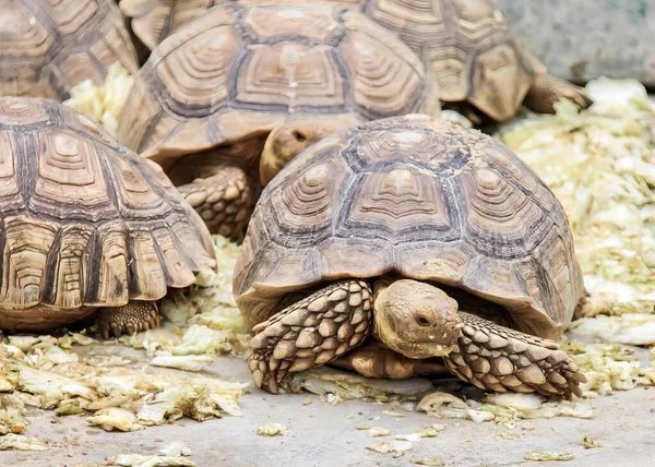 a photography of a group of turtles eating food on the ground, three ...