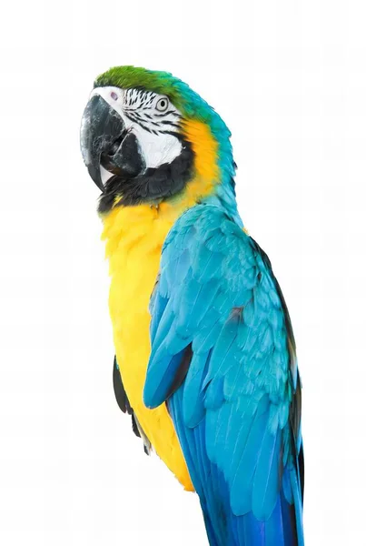 Uma Fotografia Papagaio Colorido Sentado Galho Papagaio Azul Amarelo Com — Fotografia de Stock