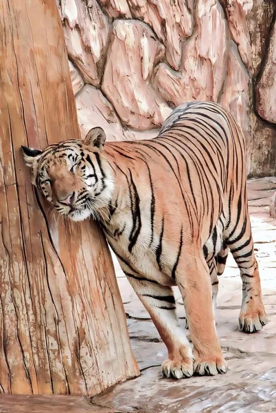 a photography of a tiger standing next to a tree trunk, there is a tiger that is standing next to a tree.