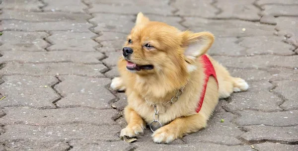 一只带着红色带子的狗坐在砖铺的人行道上的照片 一只小狗正坐在地上 — 图库照片