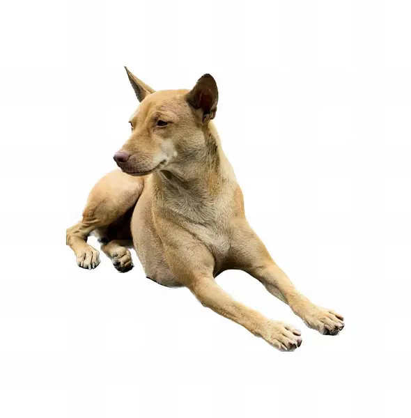 a photography of a dog laying down on a white surface, there is a dog that is laying down on the ground.