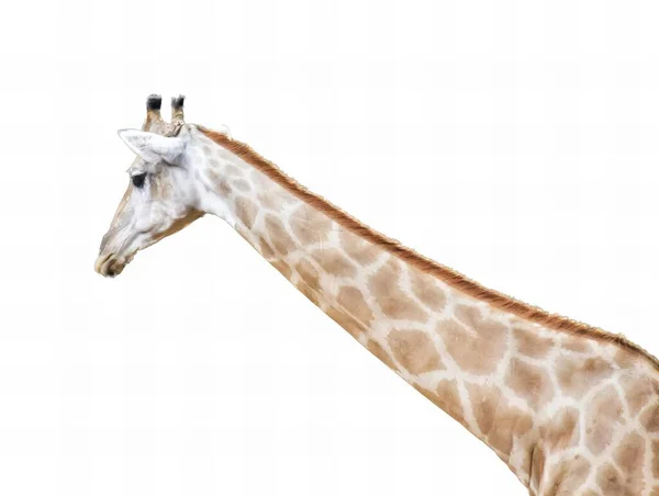 Una Fotografia Una Giraffa Piedi Fronte Uno Sfondo Bianco Una — Foto Stock