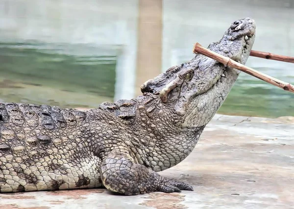 Ett Fotografi Krokodil Med Pinne Munnen Krokodil Med Pinne Munnen — Stockfoto