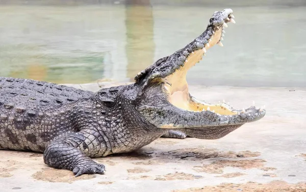 Фотография Крокодила Открытым Ртом Широко Раскрытым Ртом Крокодила Открытым Ртом — стоковое фото