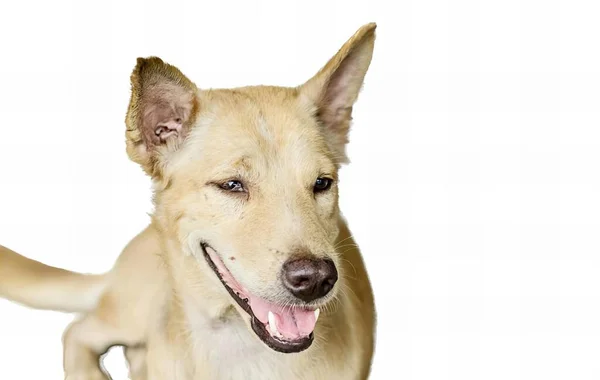 Fotografia Psa Białym Tłem Jest Pies Który Patrzy Aparat Uśmiechem — Zdjęcie stockowe