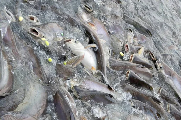 Uma Fotografia Monte Peixes Que Estão Água Muitos Peixes Que — Fotografia de Stock