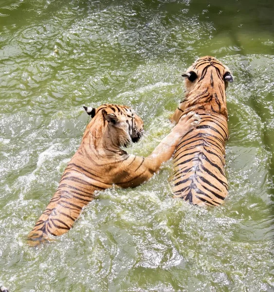 2頭のトラが水の中で遊んでいる写真です 2頭のトラが一緒に水の中で遊んでいます — ストック写真