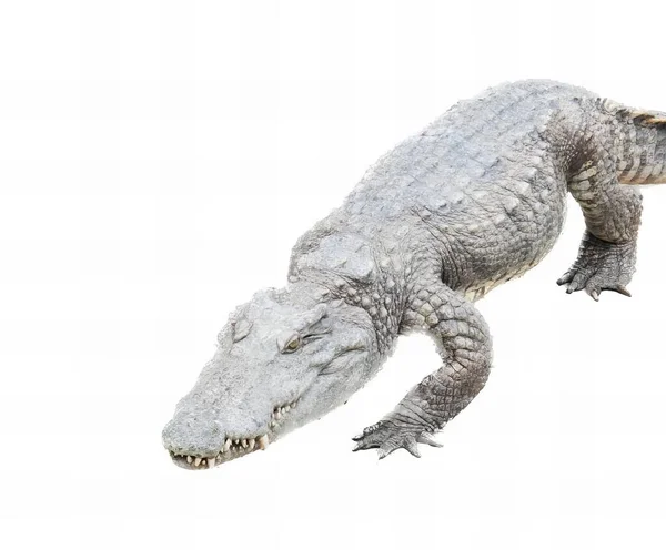 Фотографія Великого Алігатора Відкритим Ротом Широко Відкритими Зубами Крокодила Відкритим — стокове фото