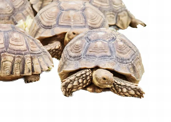 Eine Fotografie Einer Gruppe Schildkröten Die Nebeneinander Sitzen Gibt Vier — Stockfoto