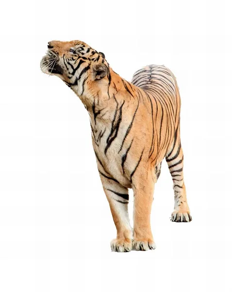 白い表面に立っている虎の写真です 口を開いて立っている虎がいます — ストック写真