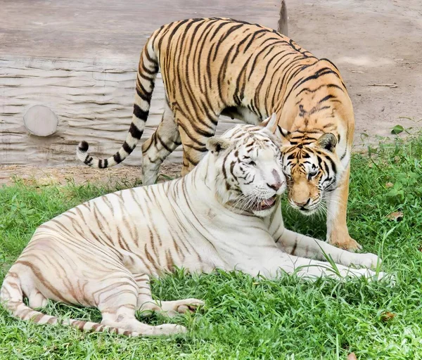 Uma Fotografia Dois Tigres Estão Jogando Grama Juntos Dois Tigres — Fotografia de Stock
