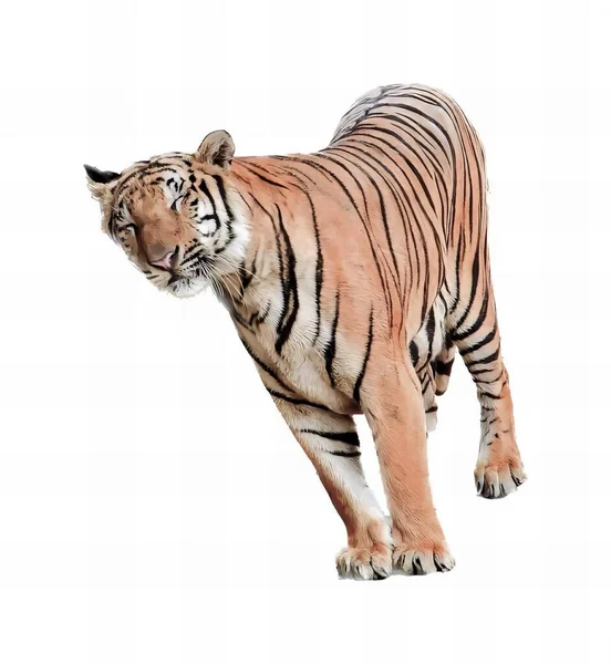 Uma Fotografia Tigre Andando Através Fundo Branco Tigre Andando Sobre — Fotografia de Stock