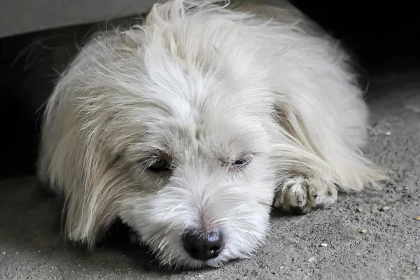 a photography of a white dog laying on the ground next to a car, there is a white dog that is laying down on the ground.