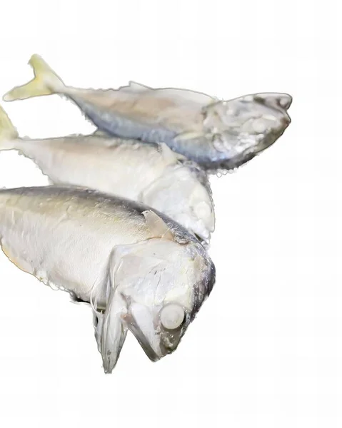 Photography Two Fish White Surface White Background Two Fish Laying — Stock Photo, Image