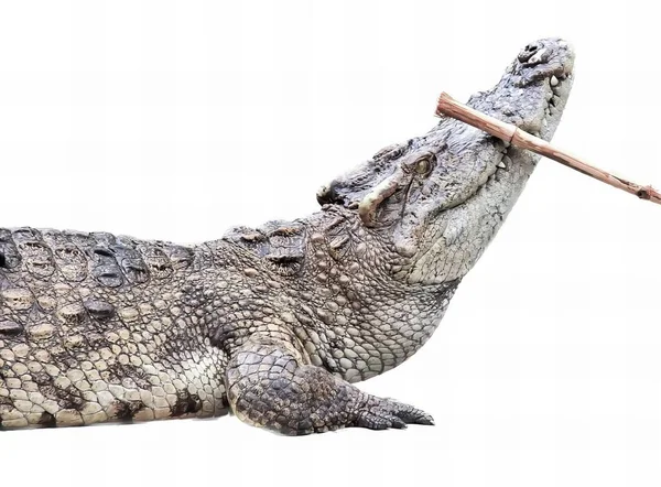 Photography Crocodile Stick Its Mouth Crocodile Stick Its Mouth — Stock Photo, Image