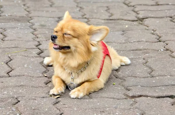Photography Dog Laying Brick Sidewalk Its Tongue Out Dog Laying — Stock Photo, Image