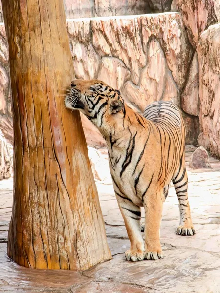 a photography of a tiger standing next to a tree trunk, there is a tiger that is standing next to a tree.