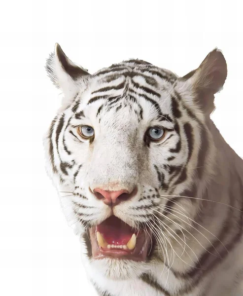 Uma Fotografia Tigre Branco Com Olhos Azuis Fundo Branco Tigre — Fotografia de Stock