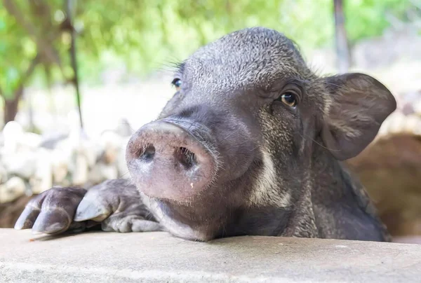a photography of a pig with its head on a wall, there is a small pig that is laying down on a ledge.