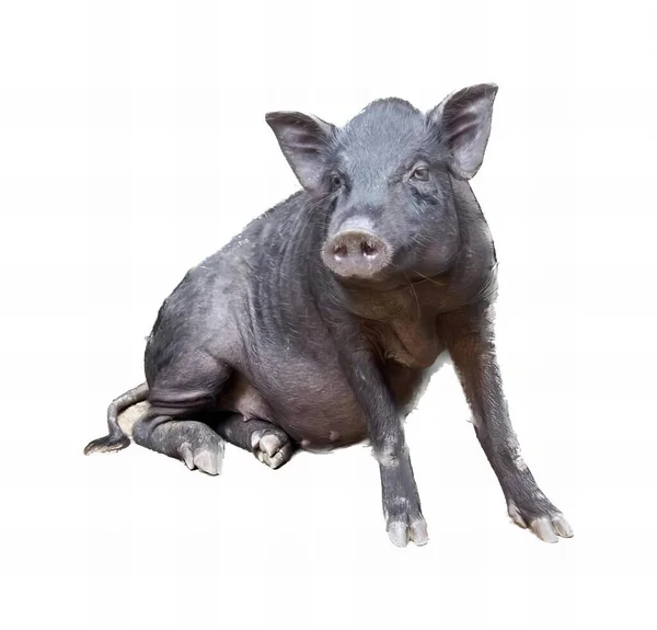 a photography of a pig sitting on the ground with its head turned, there is a pig that is sitting down on the ground.