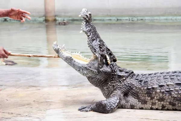 Фотография Человека Кормящего Крокодила Палкой Крокодила Открытым Ртом Открытым Ртом — стоковое фото