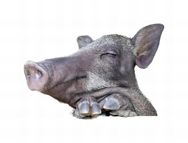 Uma Fotografia Porco Com Olhos Fechados Cabeça Apoiada Chão Porco — Fotografia de Stock