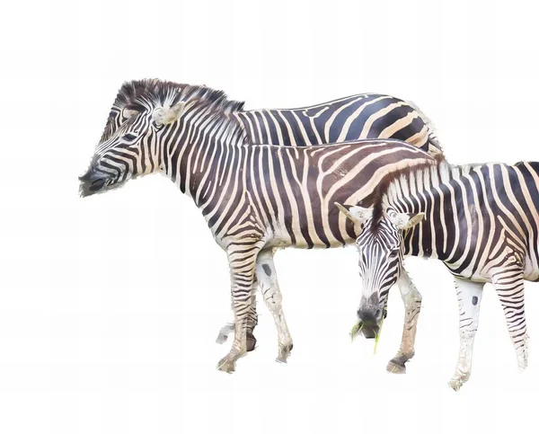Eine Fotografie Von Zwei Nebeneinander Stehenden Zebras Die Nebeneinander Auf — Stockfoto