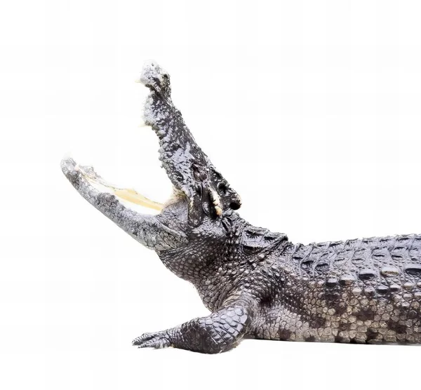 Fotografie Eines Krokodils Mit Offenem Maul Und Weit Geöffnetem Maul — Stockfoto