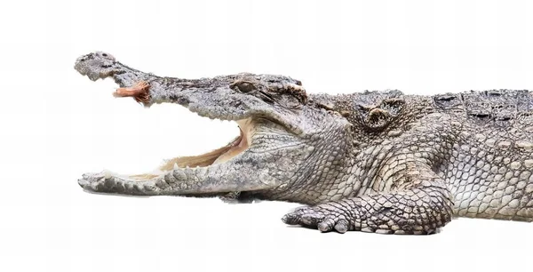 Uma Fotografia Crocodilo Com Boca Aberta Dentes Bem Abertos Crocodilo — Fotografia de Stock