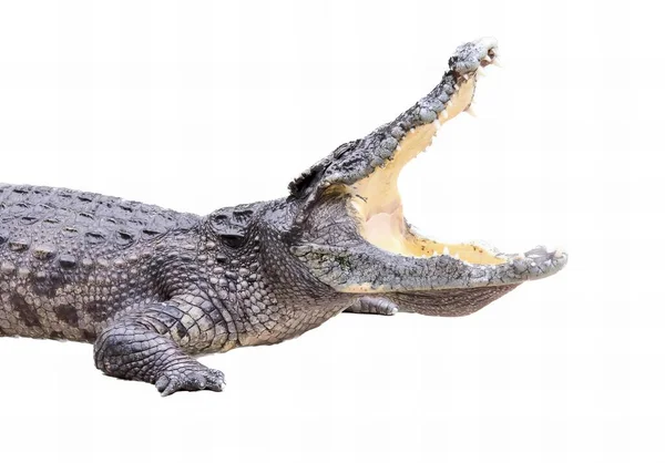 Ett Fotografi Krokodil Med Öppen Mun Och Vidöppen Mun Krokodil — Stockfoto