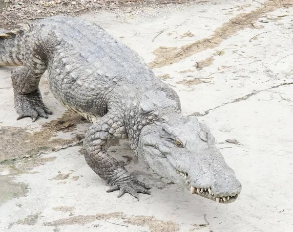 Ett Fotografi Stor Alligator Med Munnen Öppen Och Tänderna Vidöppna — Stockfoto