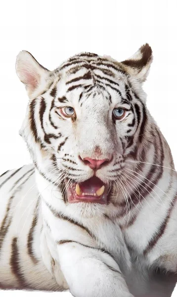 Uma Fotografia Tigre Branco Com Grande Sorriso Rosto Tigre Branco — Fotografia de Stock