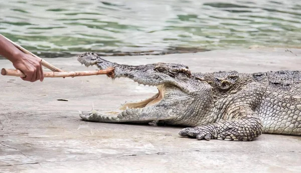 Een Foto Van Een Krokodil Met Open Mond Een Stok — Stockfoto