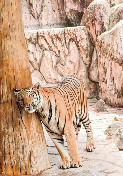 a photography of a tiger standing next to a tree trunk, there is a tiger standing next to a tree trunk.