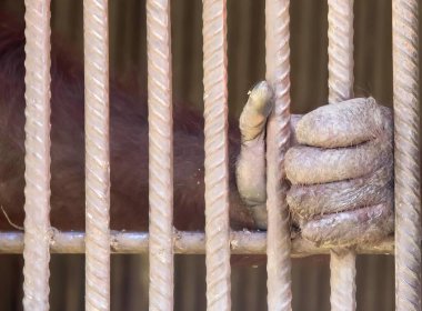 Bir maymunun fotoğrafı kafesin içinde, pençesi parmaklıkların üzerinde, kafesin arkasında bir maymun oturuyor..
