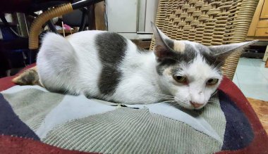 Bir yastığın üzerinde yatan bir kedinin fotoğrafı. Battaniyeye uzanmış bir kedi var..