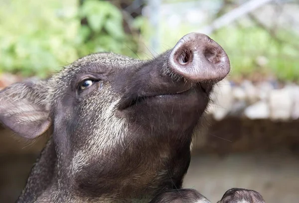 stock image a photography of a pig looking up at the sky with its nose open, there is a pig that is looking up at something.